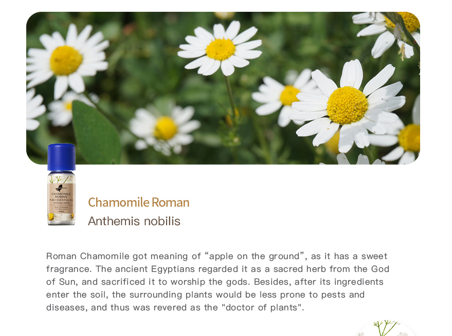 Easearoma Chamomile Roman Pure Essential Oil 5ml German Aromatherapy