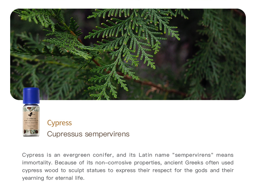 Easearoma Cypress Pure Essential Oil 10ml German Aromatherapy