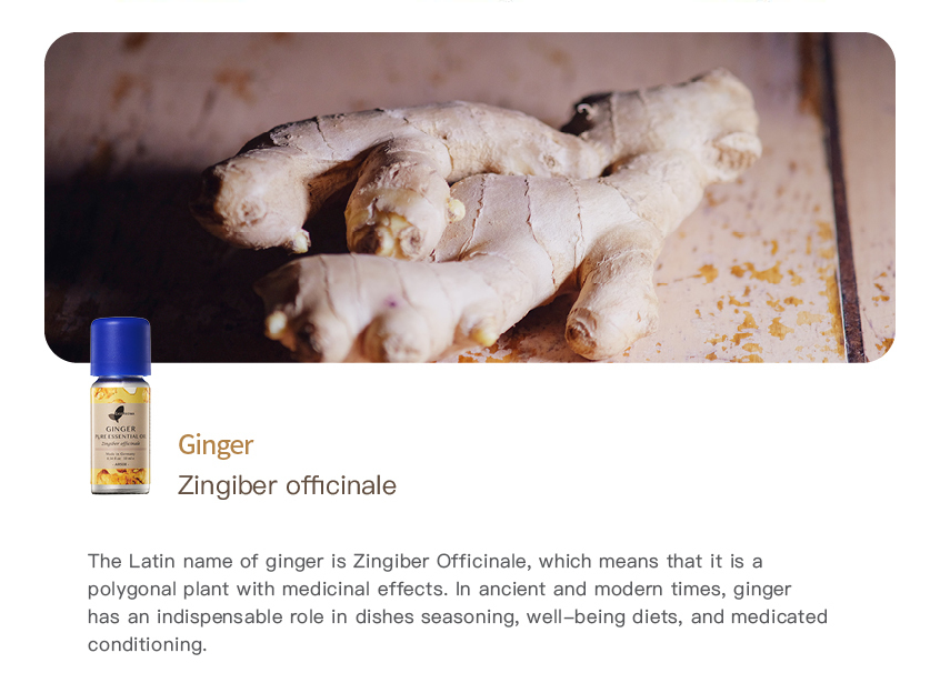 Easearoma Ginger Pure Essential Oil 10ml German Aromatherapy