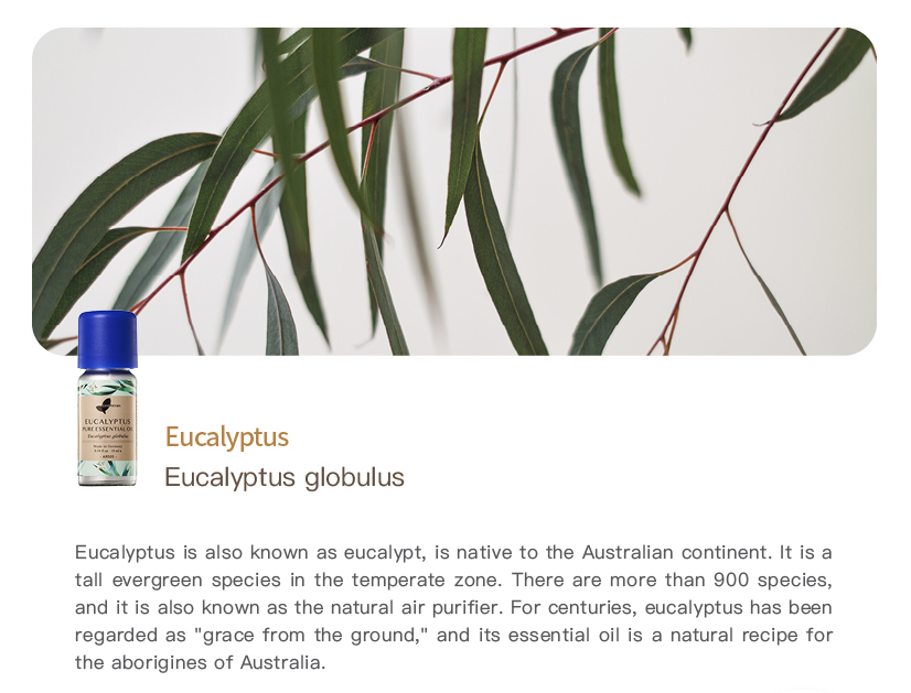 Easearoma Eucalyptus Pure Essential Oil German Aromatherapy