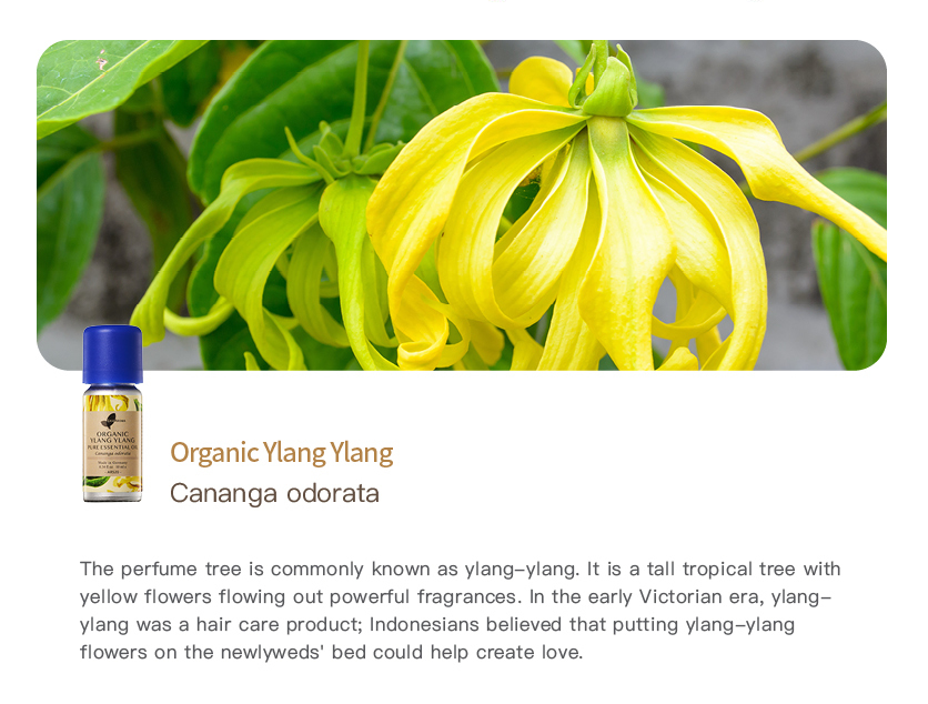 Easearoma Organic Ylang Ylang Pure Essential Oil 10ml German Aromatherapy