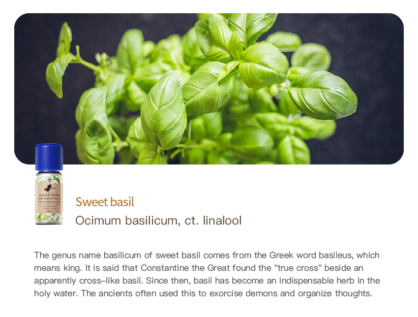 Easearoma Sweet Basil Pure Essential Oil German Aromatherapy