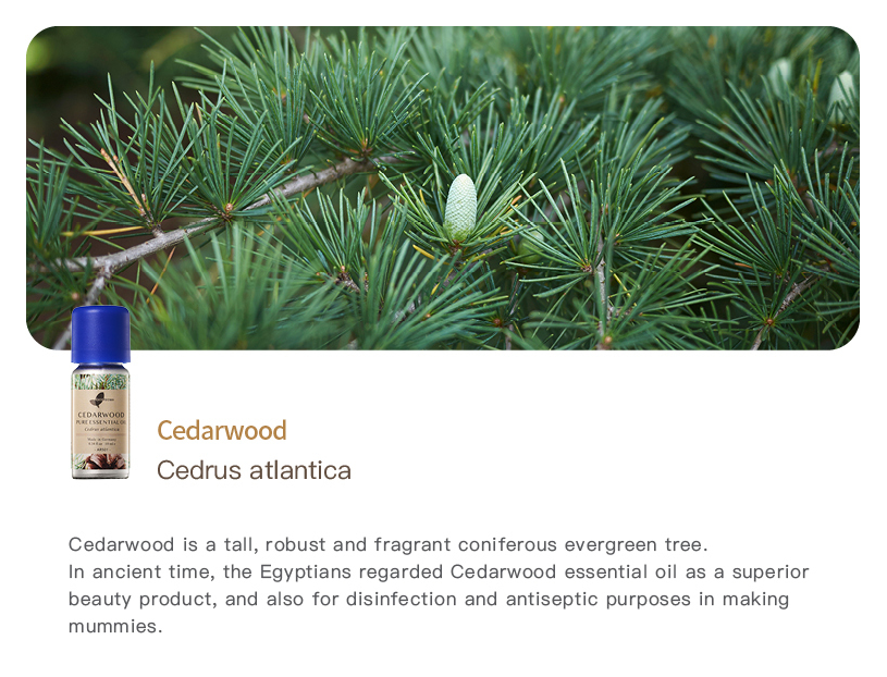 Easearoma Cedarwood Pure Essential Oil German Aromatherapy