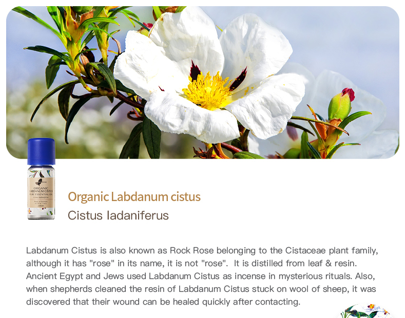 Easearoma Organic Labdanum Cistus Pure Essential Oil 5ml German Aromatherapy